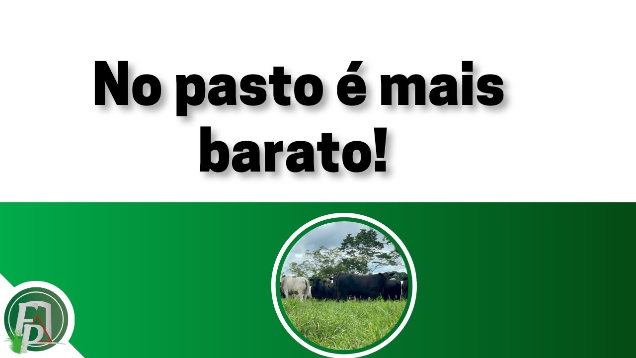 NO PASTO É MAIS BARATO: O EXEMPLO DO NORTE DE TOCANTINS
