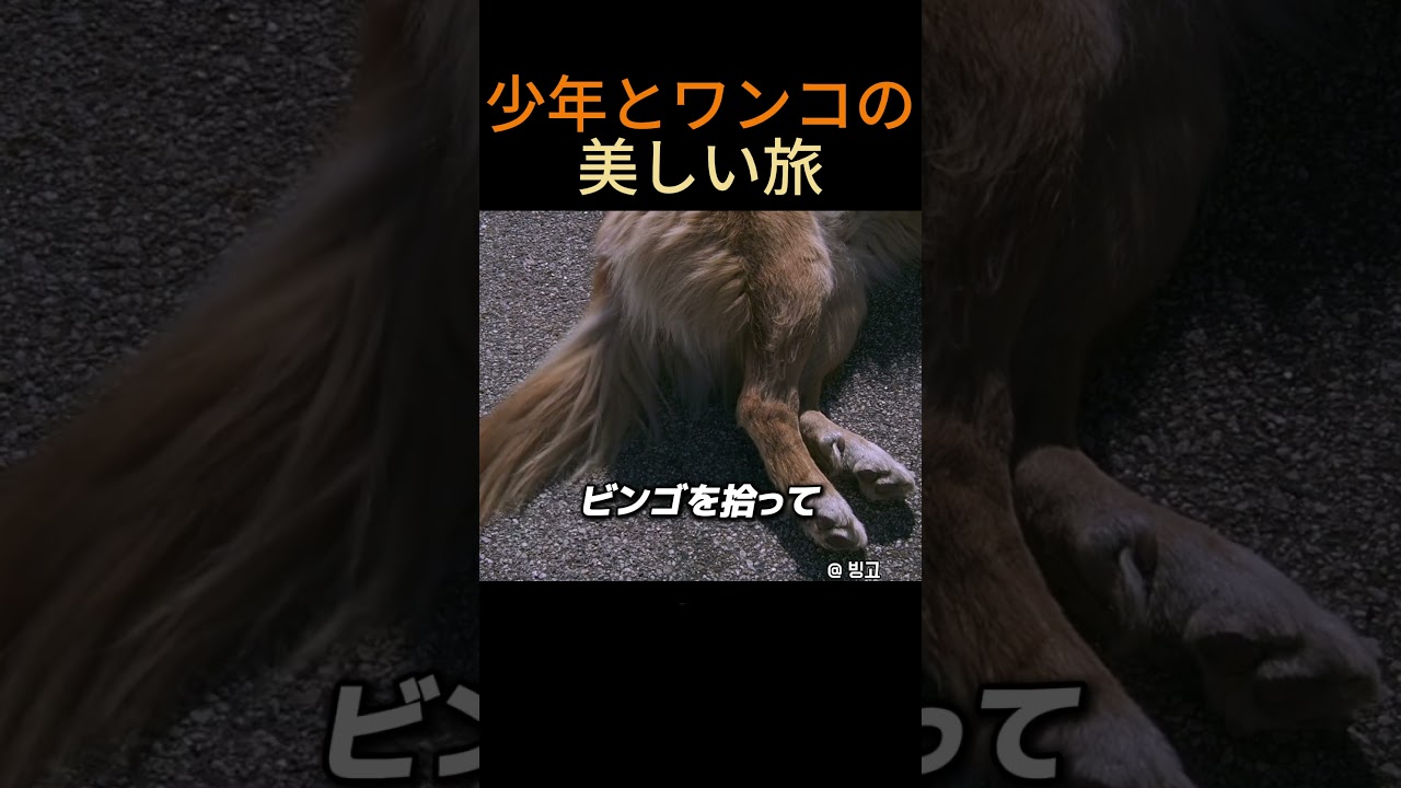 少年とワンコの美しい旅
