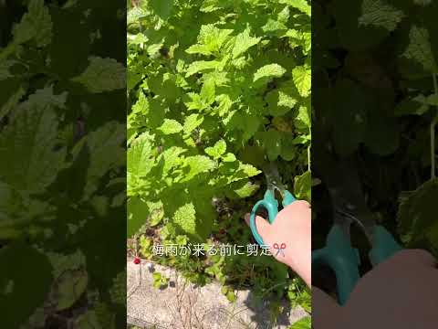 ローズマリーの葉が茶色になるのはなぜですか?最も一般的な 5 つの原因と植物を救うためのヒント  庭園