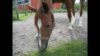 preview picture of video 'Kilo stables, Espoo, Finland'