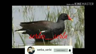 Download lagu SUARA BURUNG PELAN/MANDAR/TIUNG/PERUK MP3 TERBARU mp3