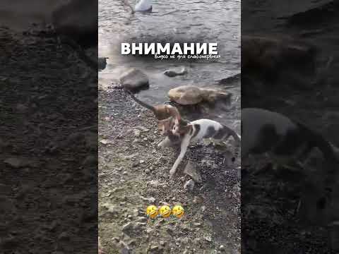 Друзья ! Подпишитесь на наш аккаунт в инстаграм там еще больше роликов . Ссылка в профиле ❤️