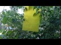 Sticky Trap Paper for Aphid, Whitefly, House Fly, Other Flying Insects #SDSG #review #unboxing
