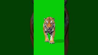 Download lagu Tiger waking Green screen video mp3