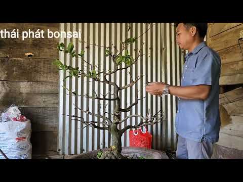 Xà tàn cây mai vào tháng 3 âm lịch