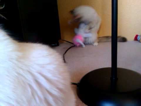 Udai and jodhi's new lovey