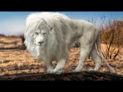 Luanet me Unik ne Bote !