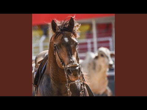 Eu Sou Vaqueiro Vaidoso