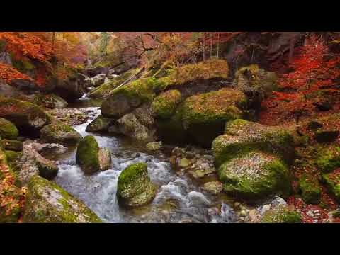 2 Hours of Soothing Forest Stream Sounds 🍁 Autumn Water Flow for Deep Sleep, Relaxation & Focus