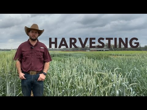 Revolutionizing Triticale: Trical's Hybrid Varieties Ready for Harvest