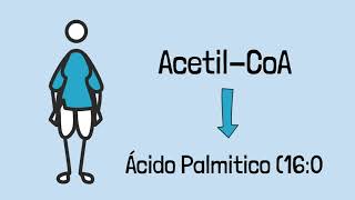 Síntese de ácidos graxos e triacilgliceróis