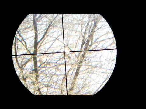 Dove 40 meter with kral puncher jumbo .22