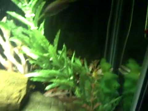 48 Gal African CIchlid SHO