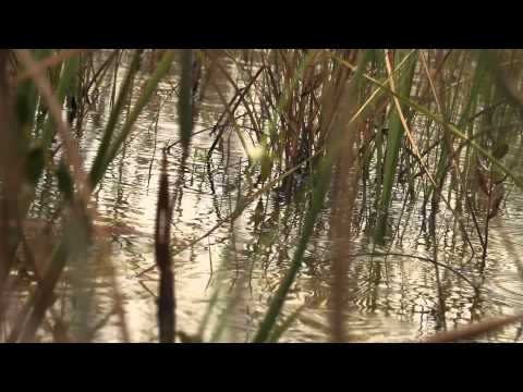 Pat Conroy on Beaufort