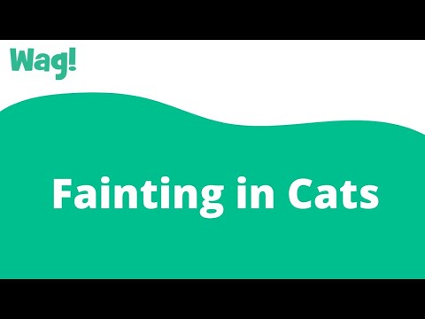 Fainting in Cats | Wag!