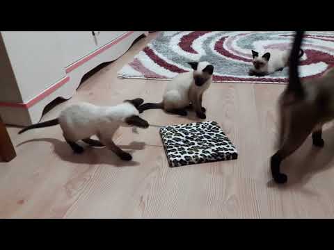 YAWRULARIMIZ BÜYÜDÜ