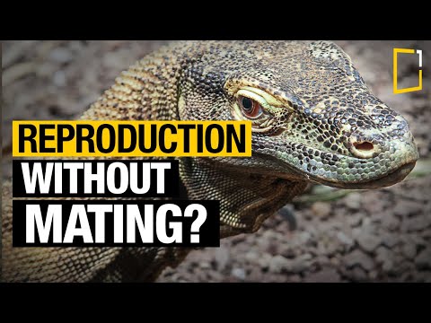 These female animals don't need a male to reproduce | Parthenogenesis