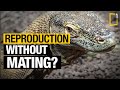 These Female Animals Don T Need A Male To Reproduce Parthenogenesis