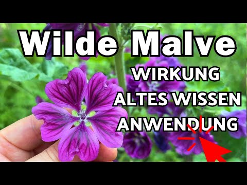 Mallow effect, use & ancient knowledge 🌞 Malva sylvestris