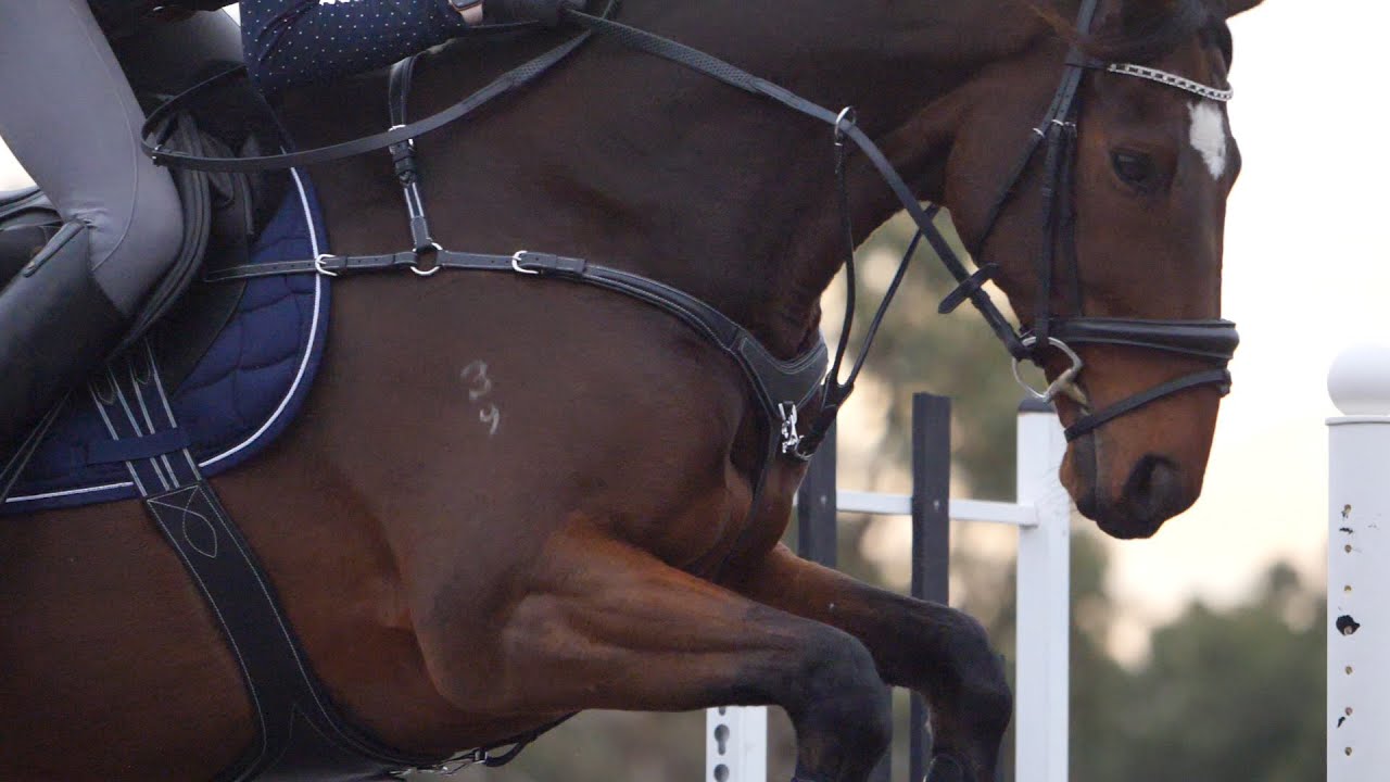 What does a 3 point breastplate do? More REF