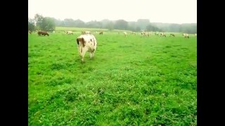 preview picture of video 'Grazing dairy cattle'