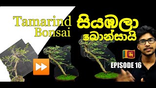 How to make a TAMARIND bonsai tree? EPISODE 16 ස