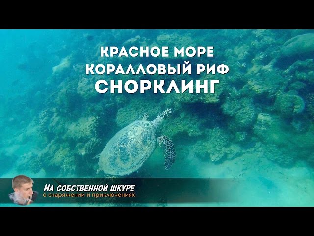 Красное море! Коралловый риф. Снорклинг - это здорово!