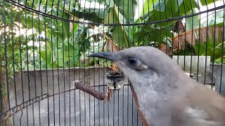 Download lagu Pancingan Cucak Kombo Paud Agar Cepat Gacor. Burung cangklikan Gacor Full Isian mp3 Download lagu Pancingan Cucak Kombo Paud Agar Cepat Gacor. Burung cangklikan Gacor Full Isian mp3