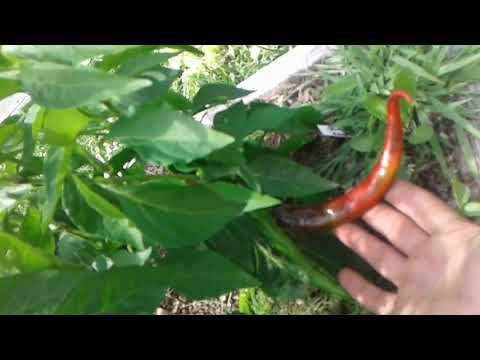 JEFF'S HOT PEPPERS IN PLANTAGENET ONTARIO!