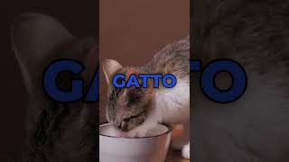 Le migliori crocchette per il tuo gatto? Ecco quali.