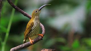 Download lagu Pijantung Si Burung Cantik DI Alam Liar mp3
