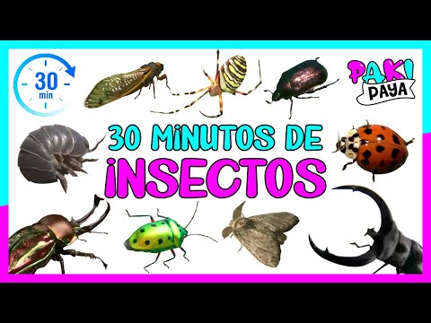 ¡LOS INSECTOS Y BICHOS! 🐛 INSECTS 🐝 (30 MINUTOS)