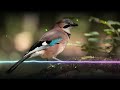 Garrulus glandarius - Eurasian Jay | Bird Sounds, Calls and Mimicry