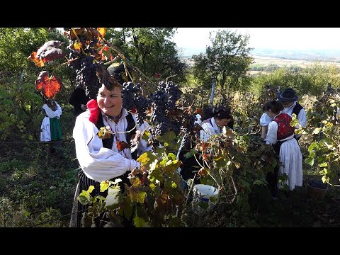 Dacă-i mijloc de octombrie, atunci e surechi (la Valcău de Jos)