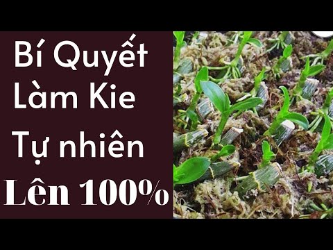 100% | Đức Hoa Lan