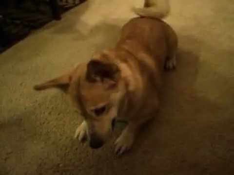 Carmen the Si-Borgi plays with laser!...super cute!