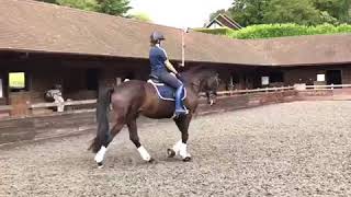Sarah Khairallah and Icarus- Dressage anywhere August 2017