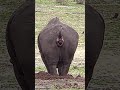 Rhino pooping marking his territory in Kruger National Park #Shorts