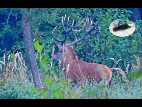 Red stag rut time is starting - Hirsch Brunft - Rykowisko - La chasse au cerf - la brame