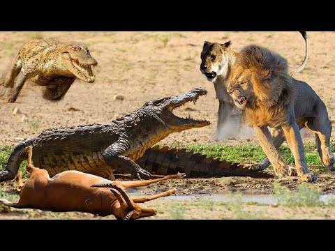 African King Lion Of The Desert   2020 720p