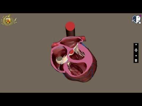 Cardiovascular System 02: Heart - Internal Configuration