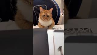 #cat #cute #catvideo #cutecat #funnyvideo #pets #funny