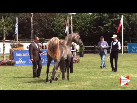 N.34 AL JABBAR - Ströhen 2015 C-Show - Colts 2 years old (Class 6)