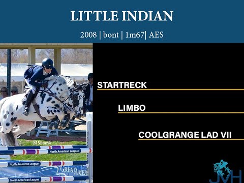 Little Indian - Hengst 2008