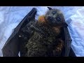 Rescue Of A Flying Fox Hanging On A Pool Fence Riki And Her Twins
