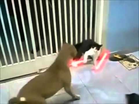 Jedi Cats Epic Lightsaber Duel