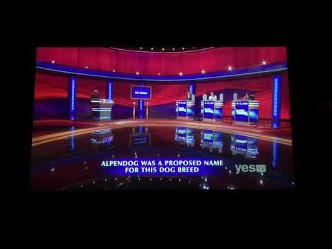 Final Jeopardy, “Dog Breeds” 🦮 - Andy Wood Day 4 (11/19/20)