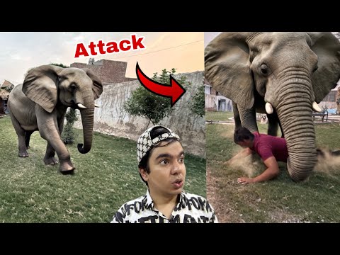 Zoo Mein Elephant Agea 😱 JaduGar Samad Ko Ly Gea 