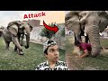 Zoo Mein Elephant Agea JaduGar Samad Ko Ly Gea