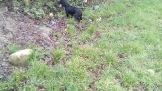 Oro Oro by the fureys